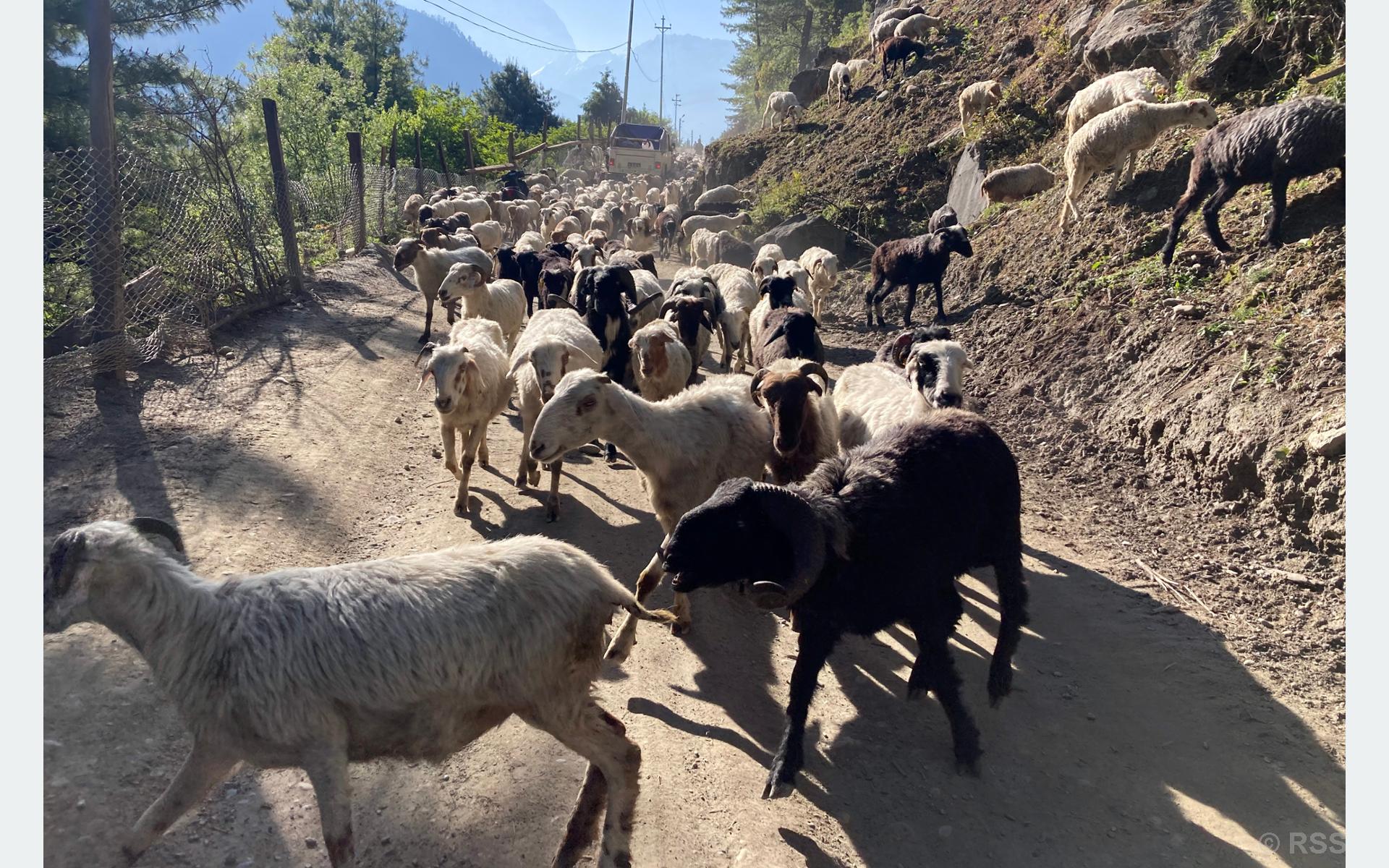 खर्कतर्फ लगिँदै भेंडाच्याङग्रा