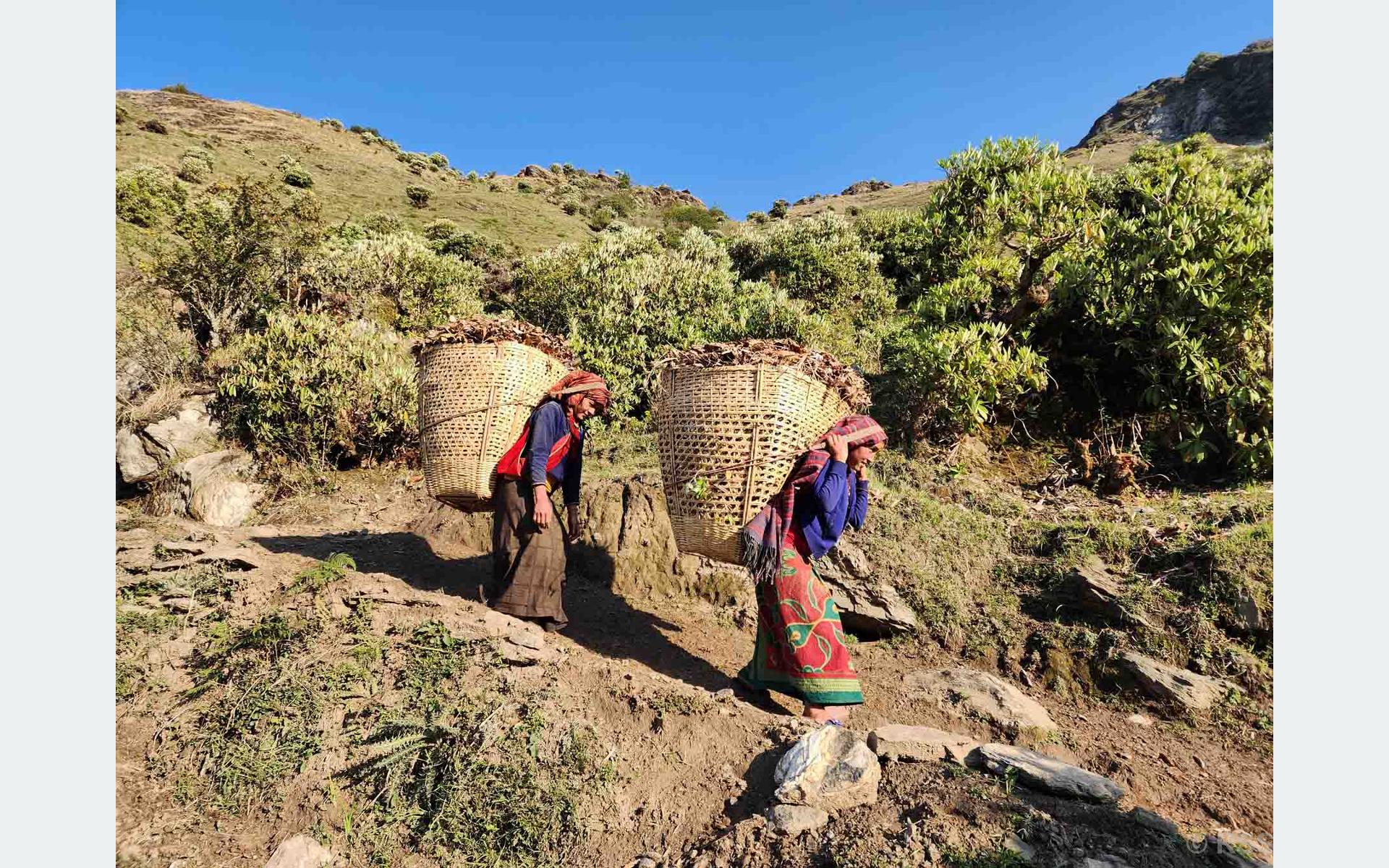पशुलाई बिछ्यौना