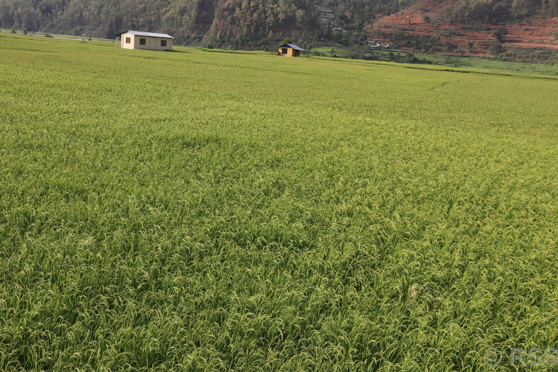 झुल्दै धानका बाला