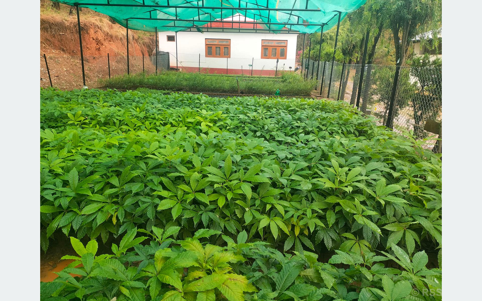बिरुवा उत्पादन
