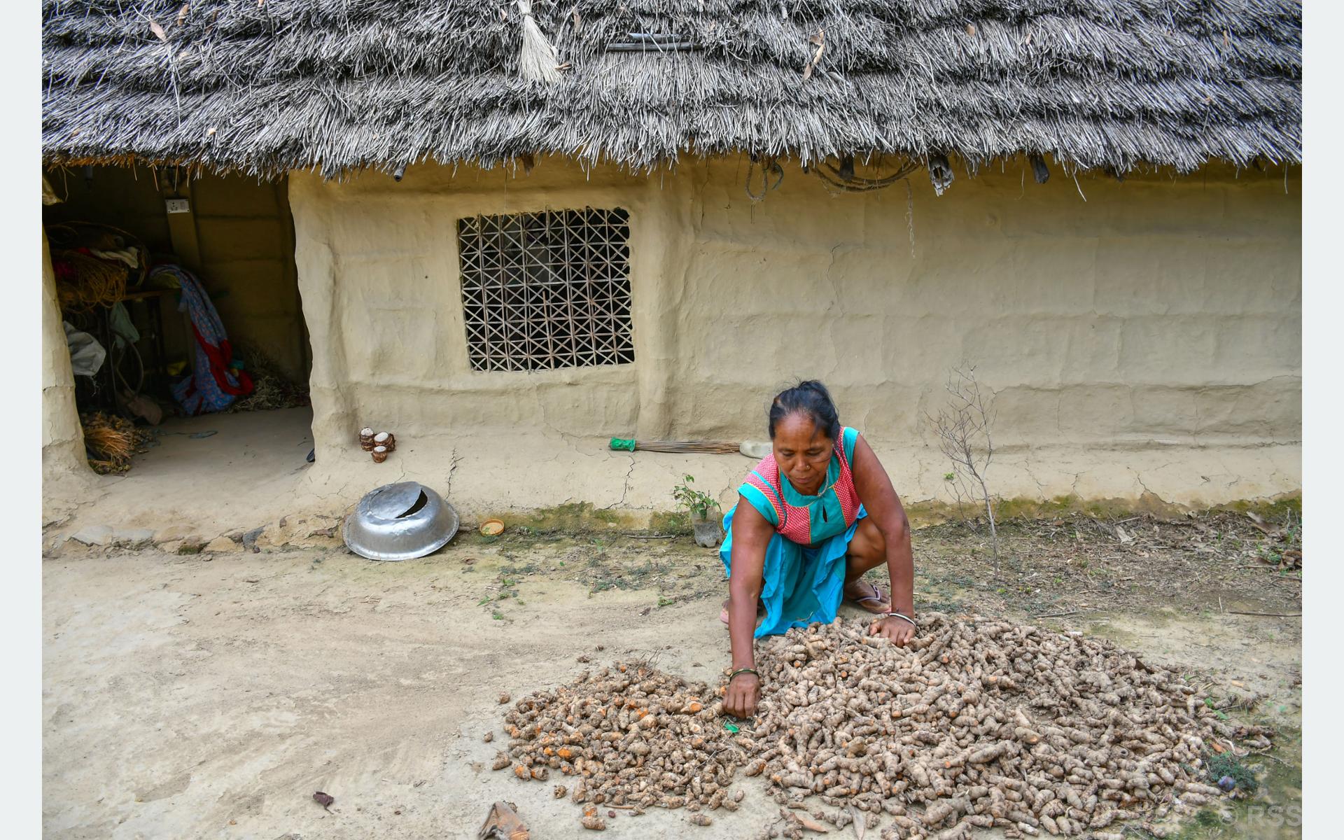 बेसारको बिउ बिन्दै