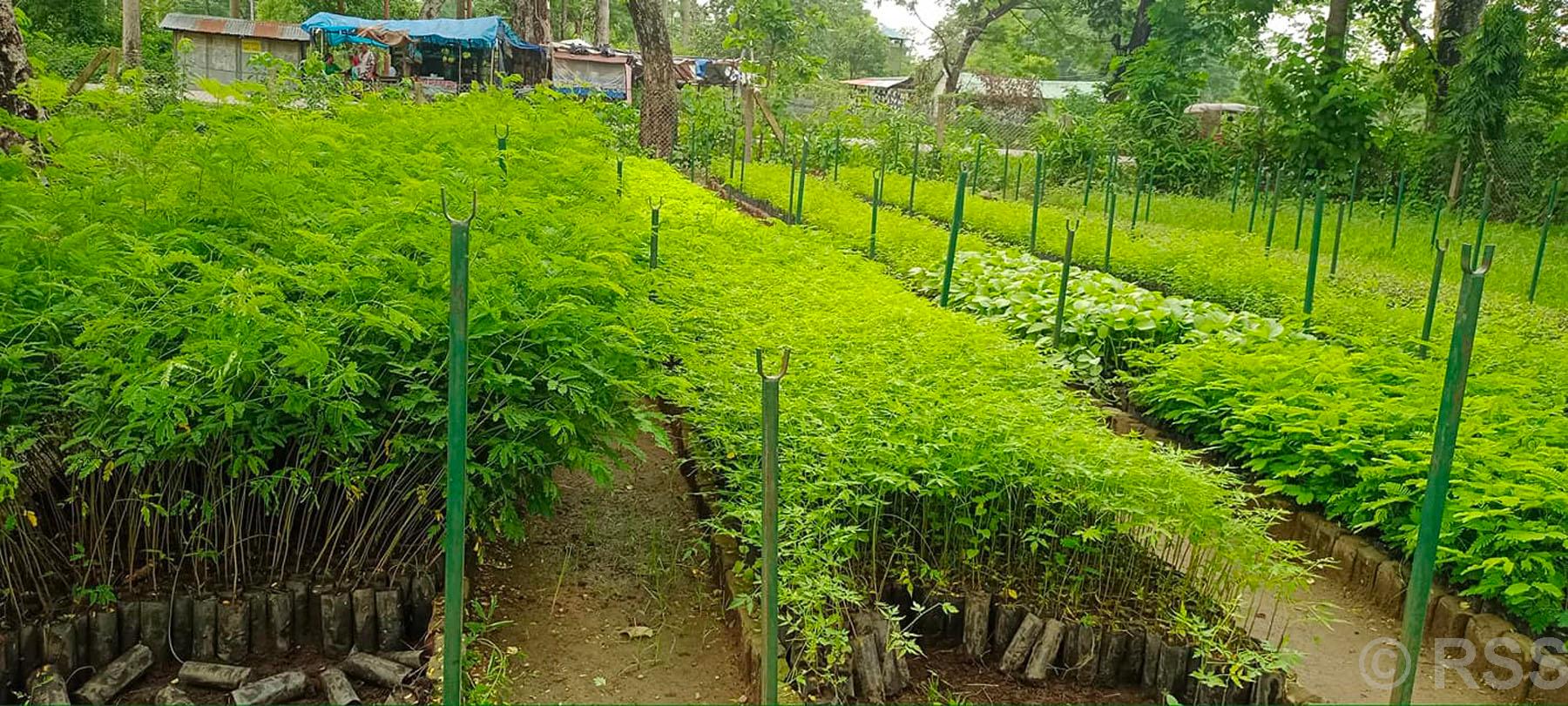 स्थानीय उपभोक्तालाई वितरण गर्नका लागि तयार गरिएका बिरुवाका बेर्ना
