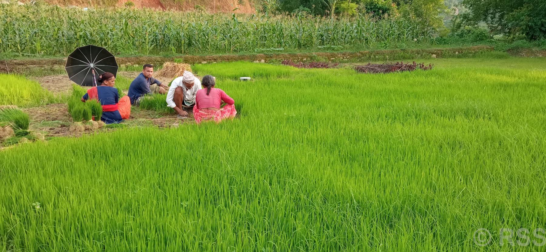 रोपाइँका लागि वीउ उखेल्दै किसान