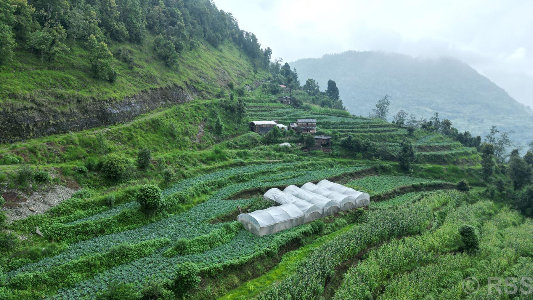टनेलमा बेमौसमी तरकारी खेती
