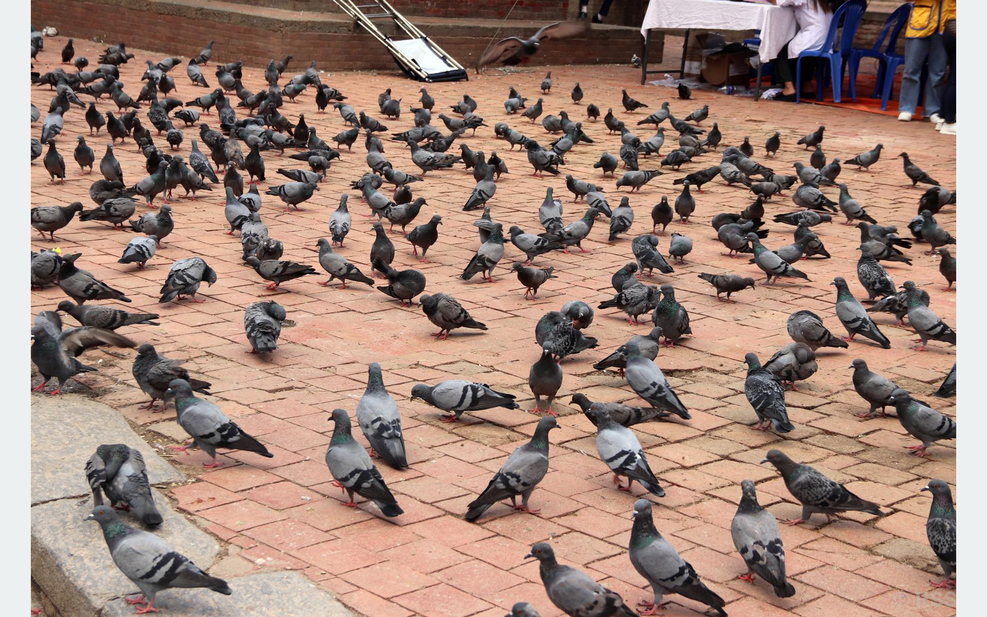 चारोको प्रतिक्षामा परेवा
