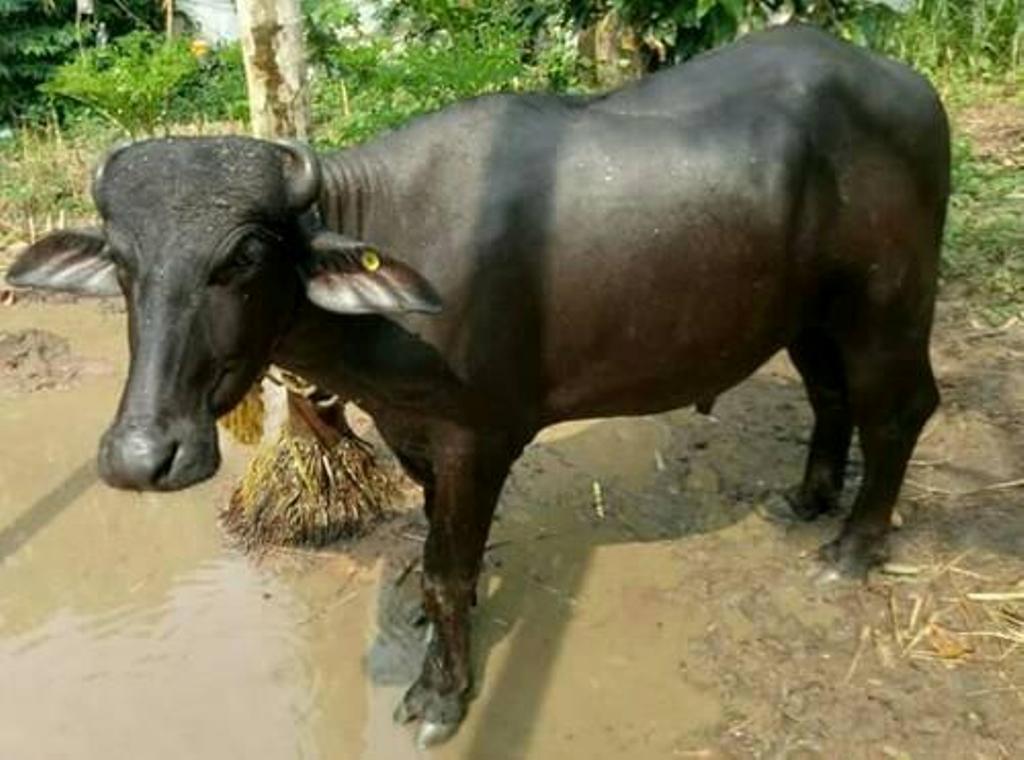 गुल्मीमा राँगाको तथ्याङ्क सङ्कलन गरिँदै