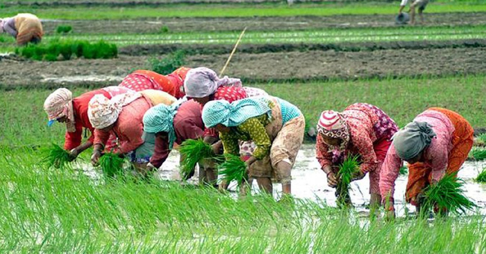 हालसम्म देशभर नौ लाख हेक्टर क्षेत्रफलमा रोपाइँ सम्पन्न