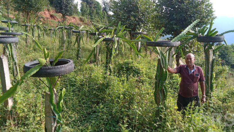 बजारमा ड्रागन फ्रुटको माग उच्च, वार्षिक १५ लाख आम्दानी गर्दै बस्नेत