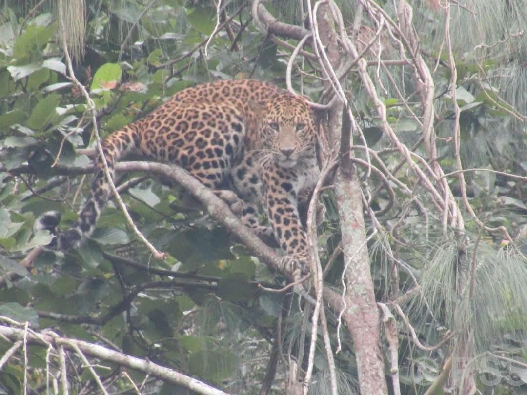 तनहुँको आँबुखैरेनीमा चितुवाको त्रास, सतर्क रहन आग्रह
