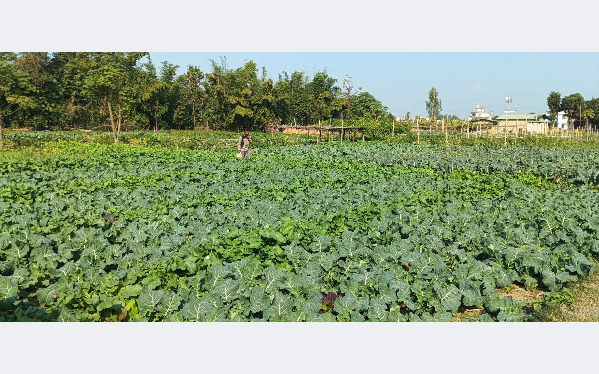 धनगढीका किसान तरकारीखेतीमा आकर्षित, दैनिक दुई हजार आम्दानी गर्न सफल