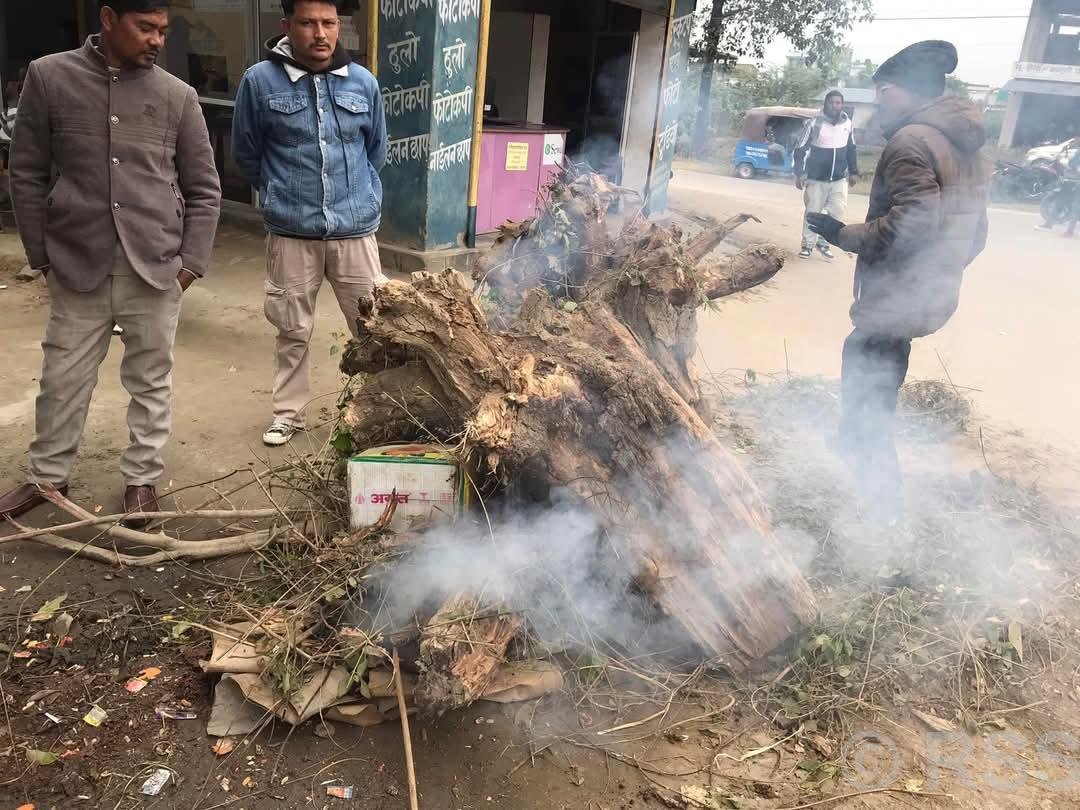 चिसो बढेपछि टीकापुर क्षेत्रका चोकचोकमा दाउरा वितरण