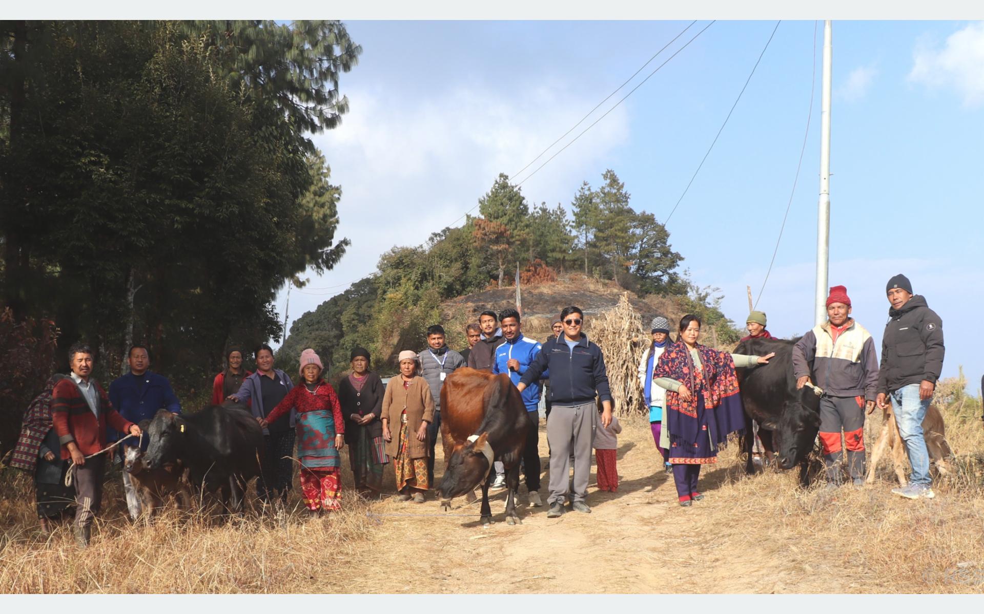 पौवादुङमा गाउँपालिकाद्वारा किसानलाई उन्नत जातको गाई वितरण