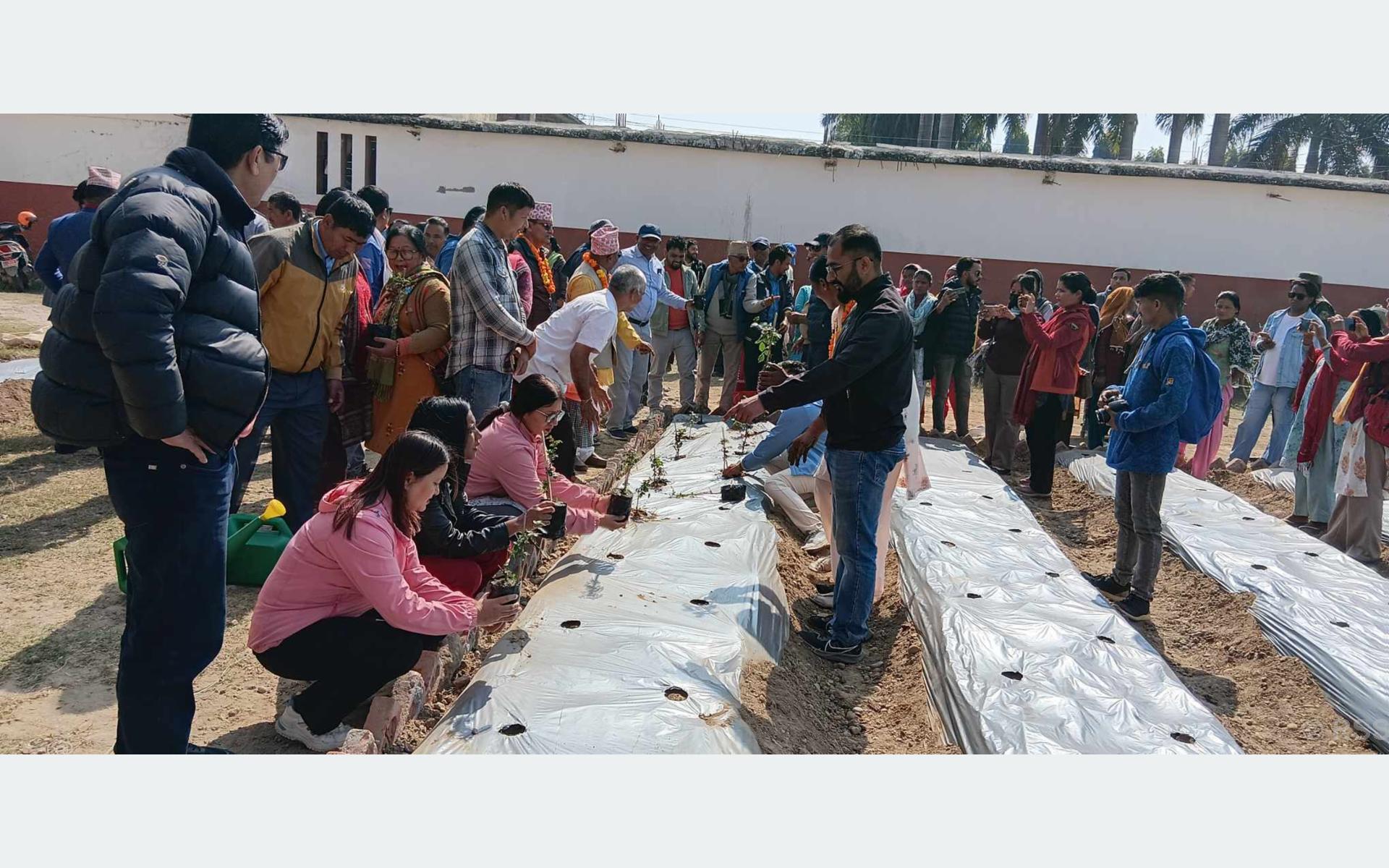कैलालीको टीकापुरलाई गुलाबको सहर बनाउने अभियान सुरु