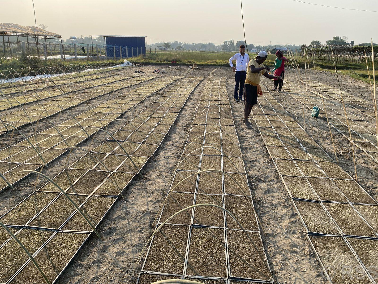 झापामा प्रविधिको प्रयोग गरेर चैत धान रोपिँदै, खेती सस्तो र उत्पादन समेत बढी हुने