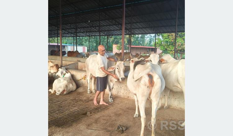 हिन्दू संस्कारमा जन्मेदेखि मृत्युपर्यन्त गाई अनिवार्य, ‘देशी गाई’को महत्व जगाउन ‘जनकधाम’