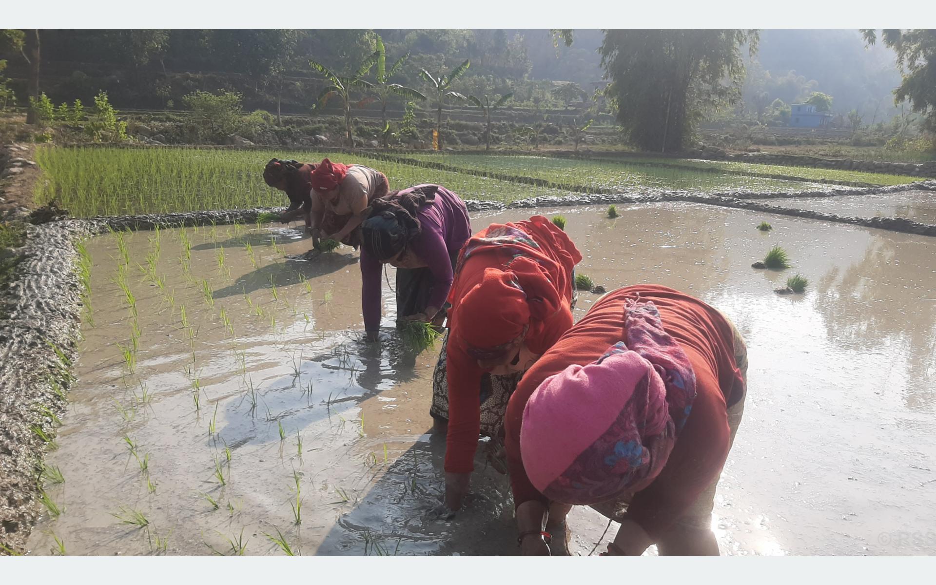 पाल्पाका किसानलाई चैते धान रोप्न चटारो