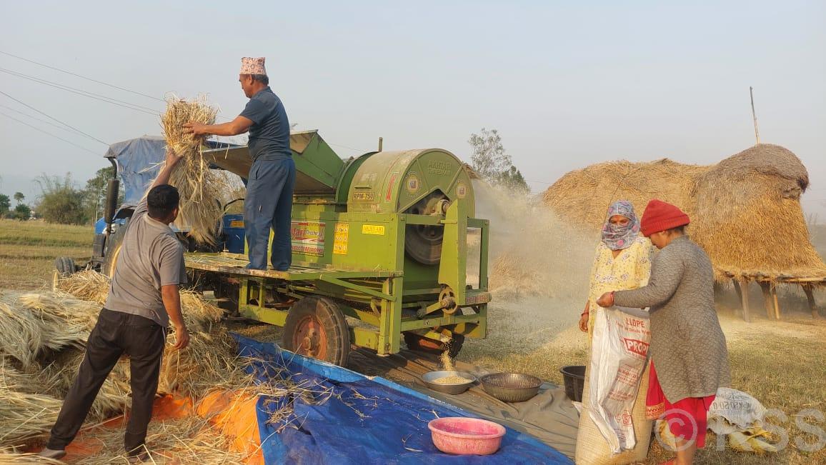 दाङका किसानले बाली भित्र्याउन यन्त्रको प्रयोग बढाउँदै