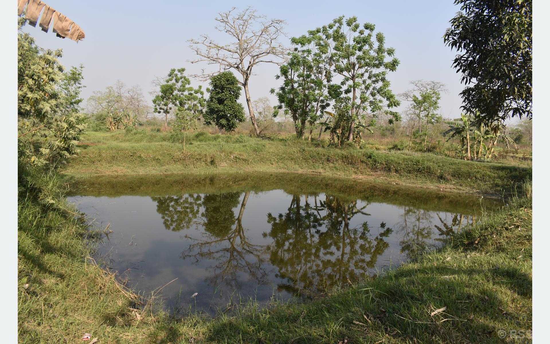 वन्यजन्तुले बालीनालीमा क्षति पुर्‍याउन थालेपछि धान लगाउने खेतमा माछापालन