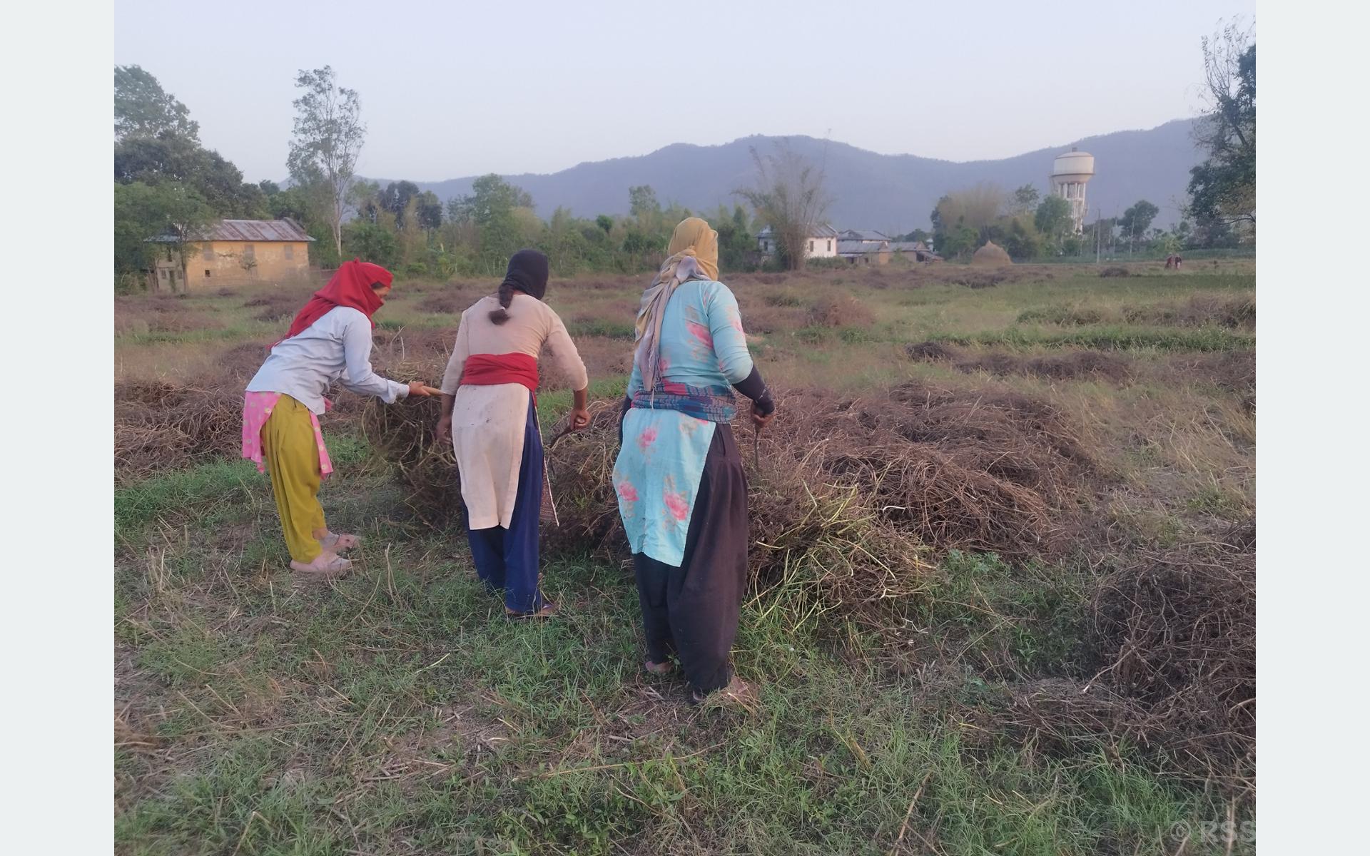 बर्सिम घाँसखेतीबाट मनग्य आम्दानी