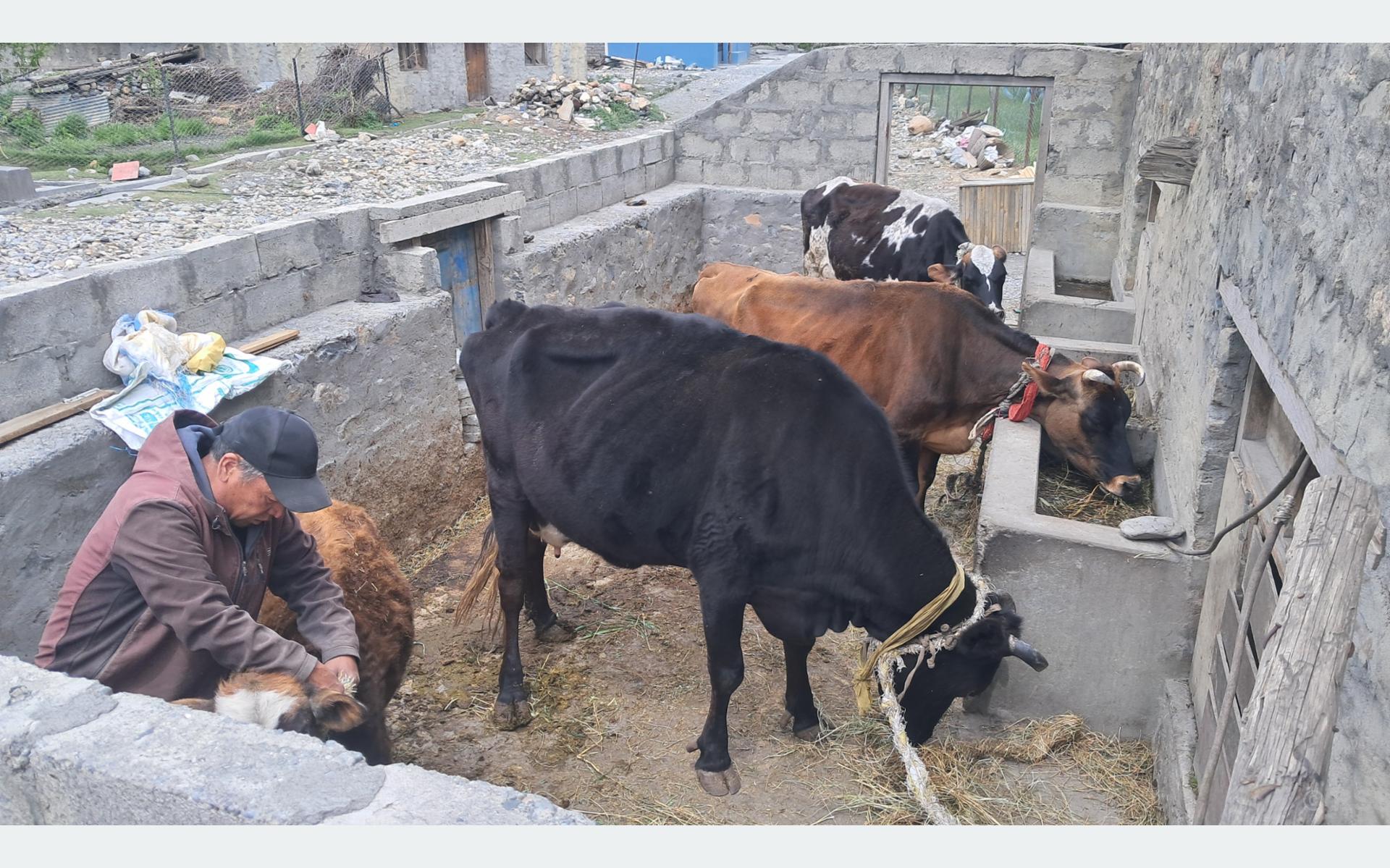 मुस्ताङको स्याङमा उन्नत गाईपालन फस्टाउँदै, दूध बिक्रीबाट मनग्ये आम्दानी