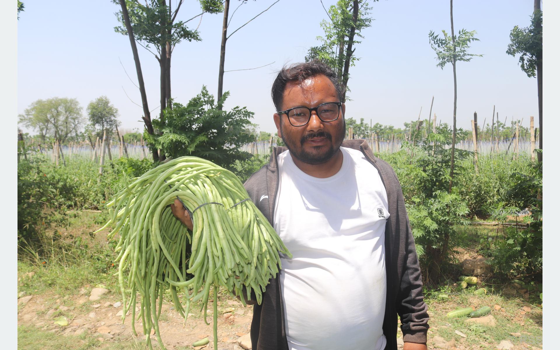 दाङमा जग्गा भाडामा लिएर व्यावसायिक तरकारी खेतीमा रमाउँदै रोल्पाका महेन्द्र खड्का