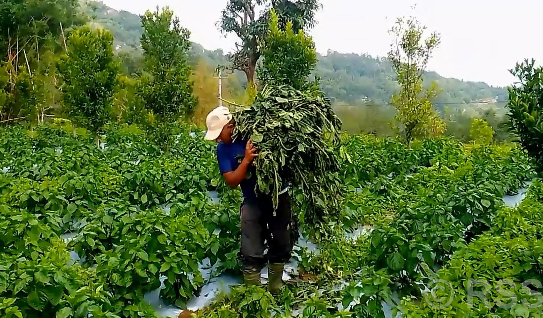 हावाहुरीले अकबरे खुर्सानीमा क्षति पुर्‍याएपछि भोजपुरका किसान चिन्तित