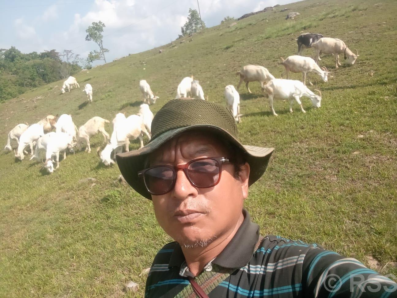 भारतमा वायरिङसम्बन्धी काम छाडेर बाख्रापालनमा रमाउँदै गुरुङ, दूधबाट चिज बनाएर आम्दानी गर्दै