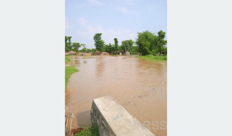 माईखोलाको बाढी बस्तीमा पस्यो, २२ घर डुबानमा