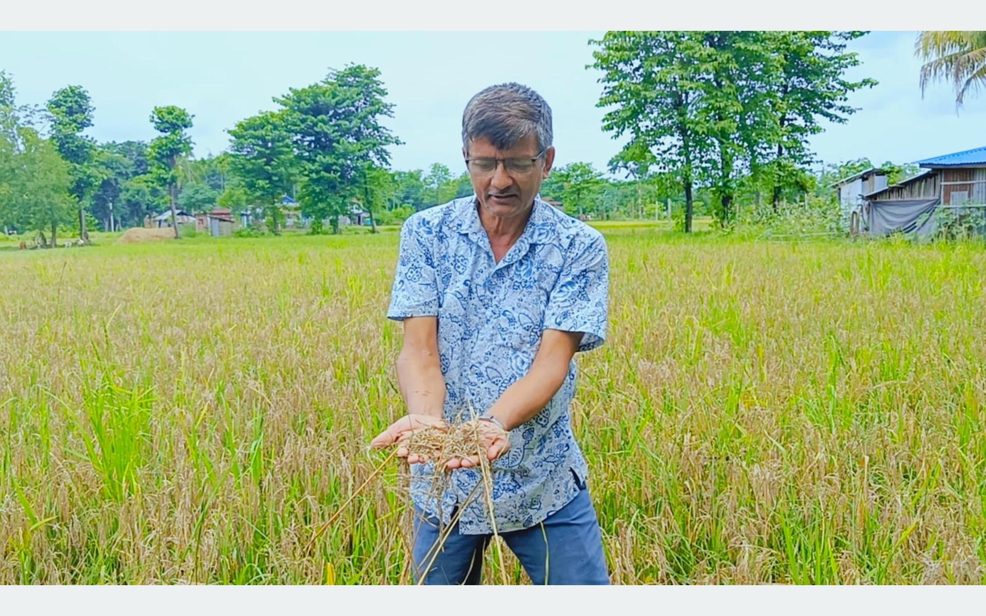 ‘नेक ब्लास्ट’ रोगले बोटमै सुक्यो धान, किसान चिन्तित