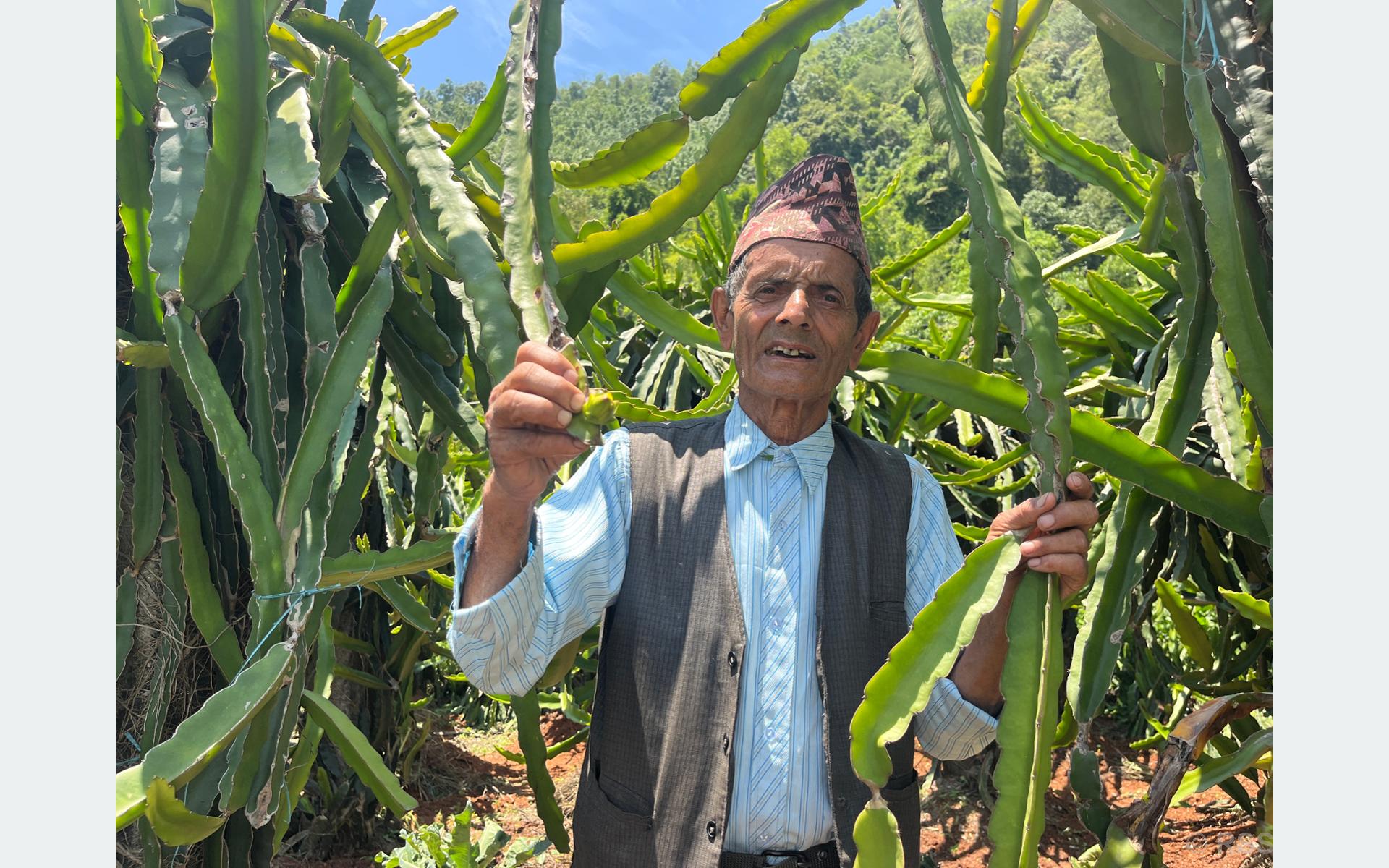 बाँझिएको खेतबारीलाई मेहनतले सिञ्चित गर्दै ७७ वर्षीय बालकृष्ण, ड्रागन फ्रुटबाट वार्षिक दश लाख आम्दानी