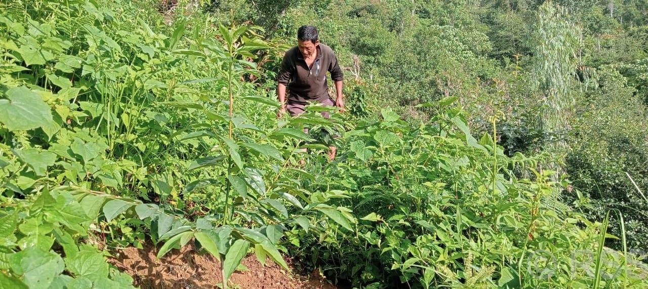 हरित क्रान्तिमा जुट्दै तेह्रथुमका किसान, प्रदेश सरकारको अनुदान कृषि उत्पादनमा काशेढुंगा