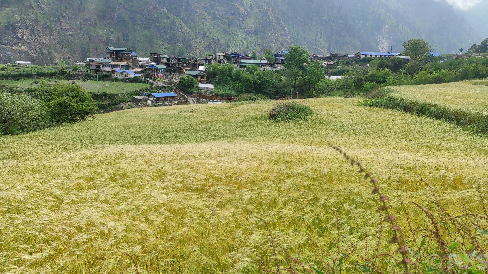 मनाङमा रैथाने बाली उत्पादन घट्दै