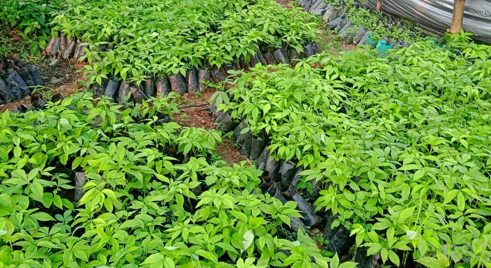 एक वर्षमै चार लाखभन्दा बढी सिप्लिकानका बिरुवा बिक्री, मनग्य आम्दानी गर्दै कविराज खनाल