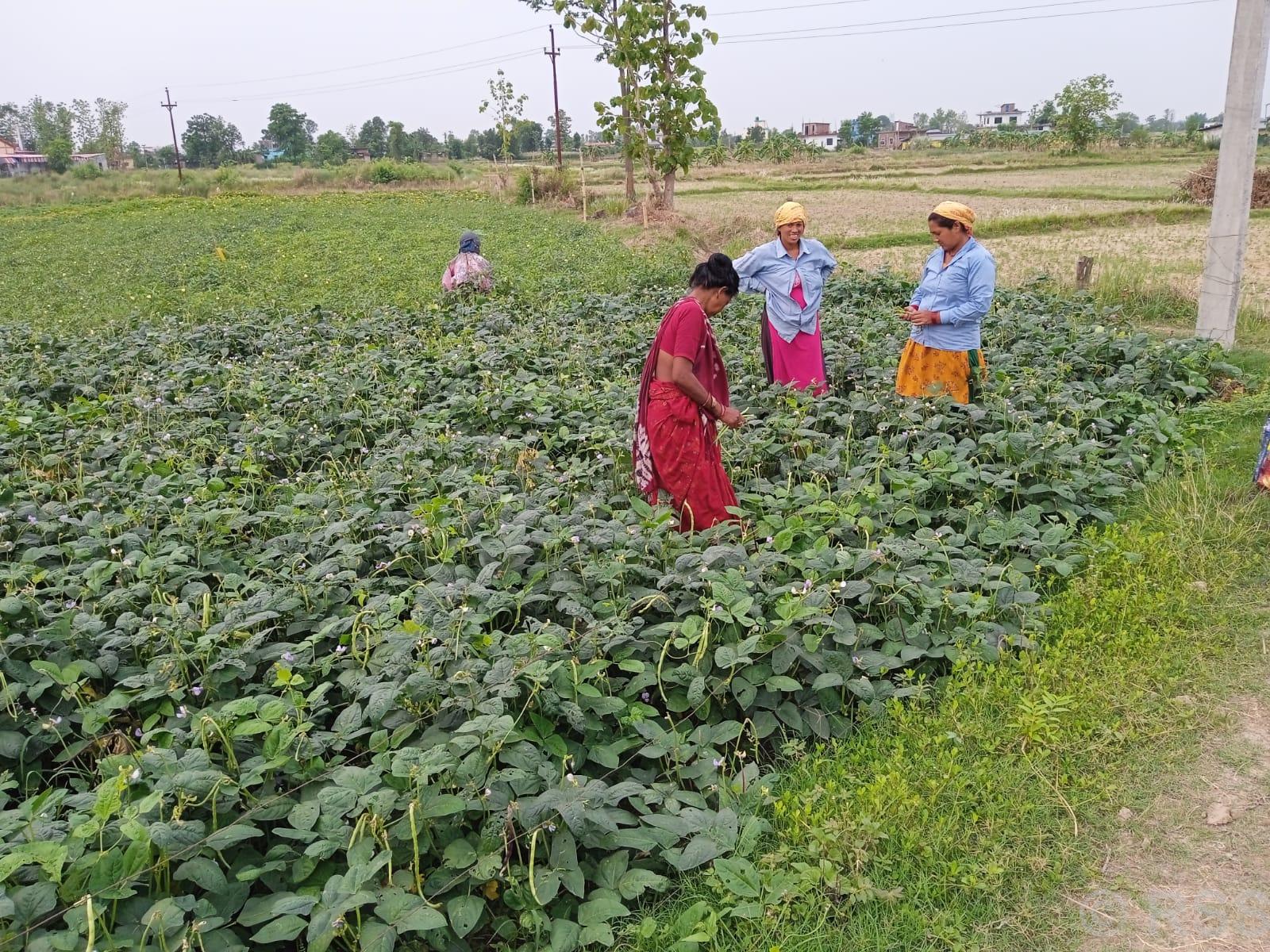 कृषिमा पकेट क्षेत्र तोकिएसँगै तिलोत्तमाका कृषक लाभान्वित