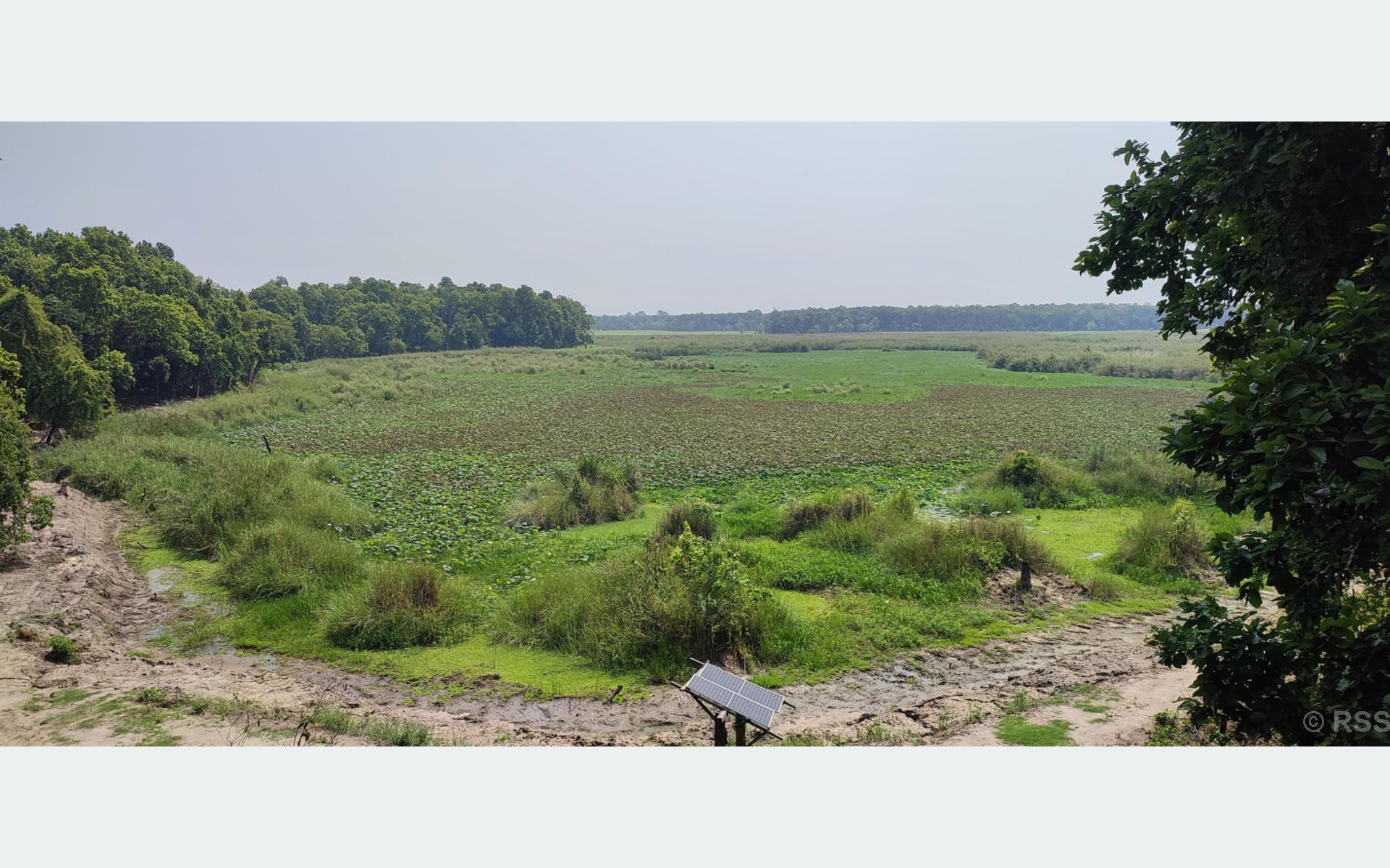 जलकुम्भीले पुरिँदै शुक्लाफाँटा निकुञ्जको रानी ताल (तस्बिर)