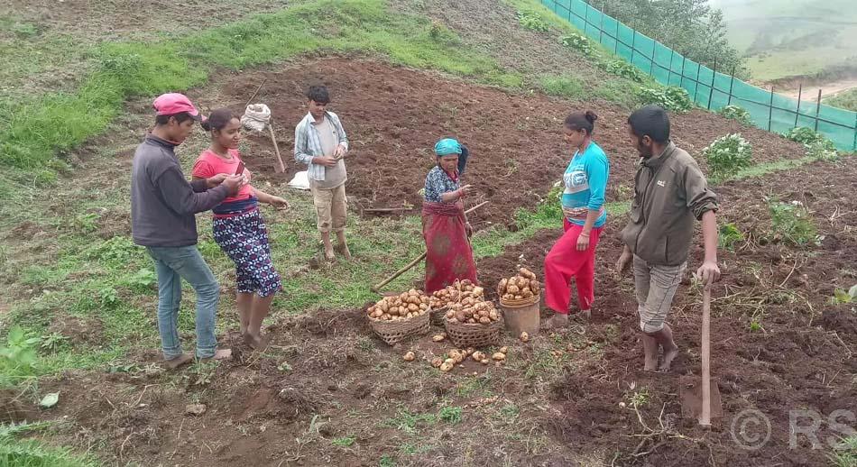 खोटाङमा आलु बिक्री गर्न कोसेली घर सञ्चालन