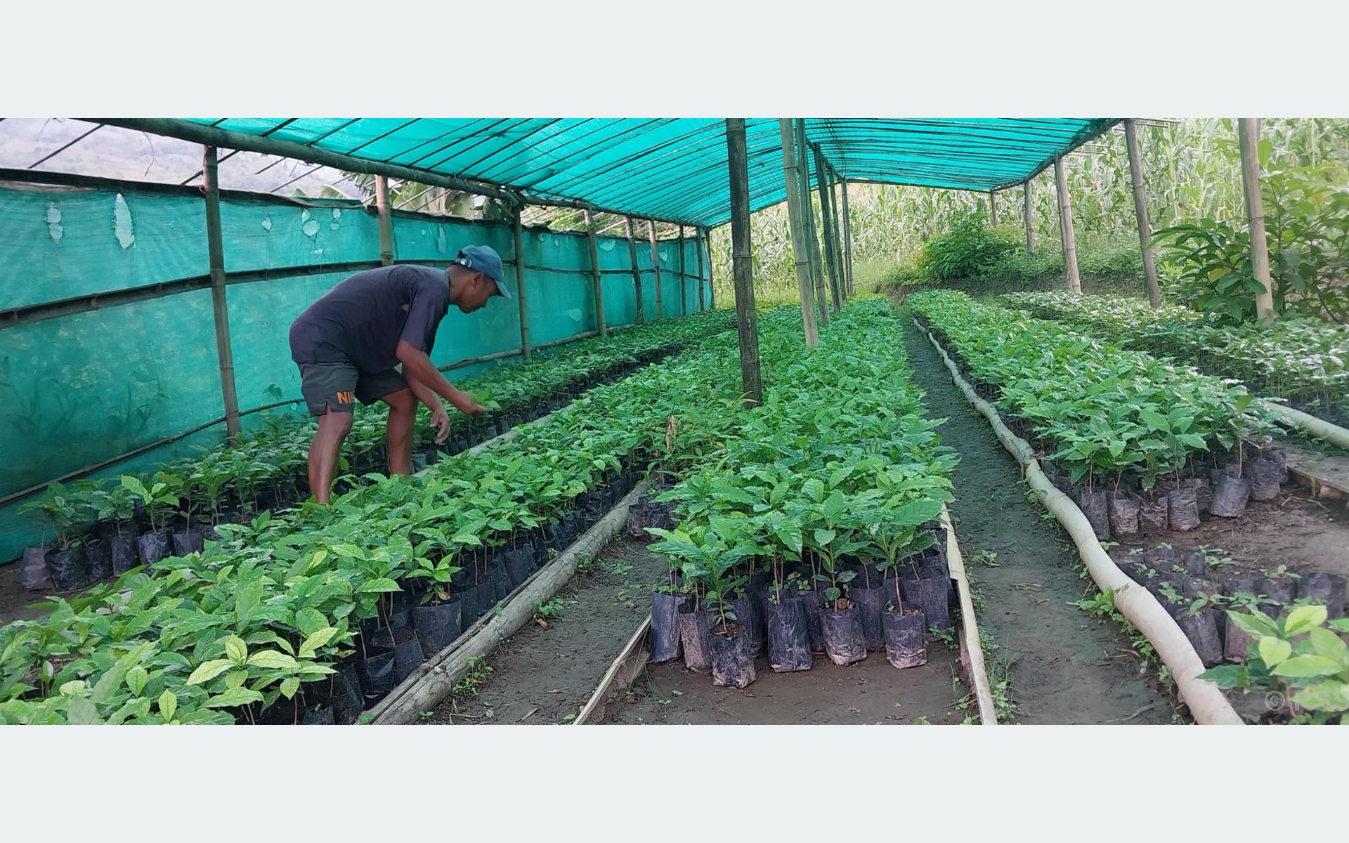 कफीको बिरुवा बेचेर साढे १३ लाख कमाई