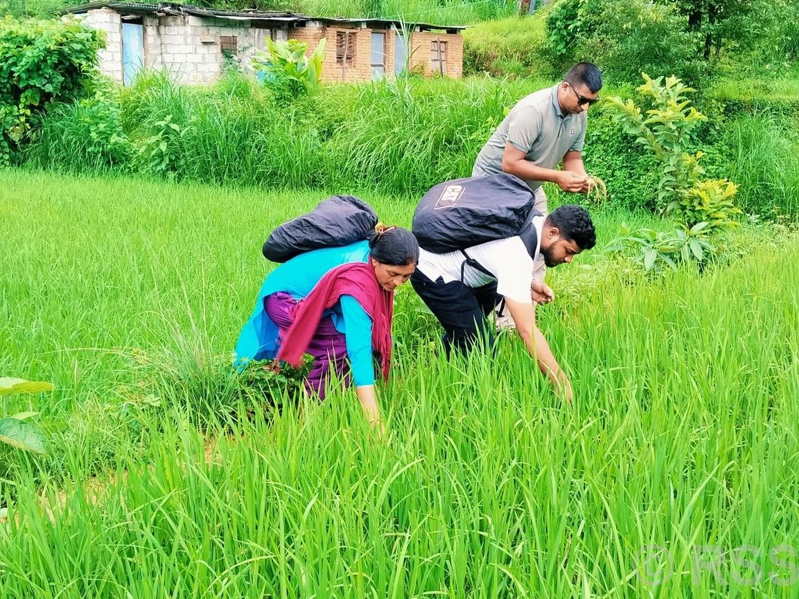 जेठो बुढो धानमा ‘ब्लाष्ट’ रोग देखियो