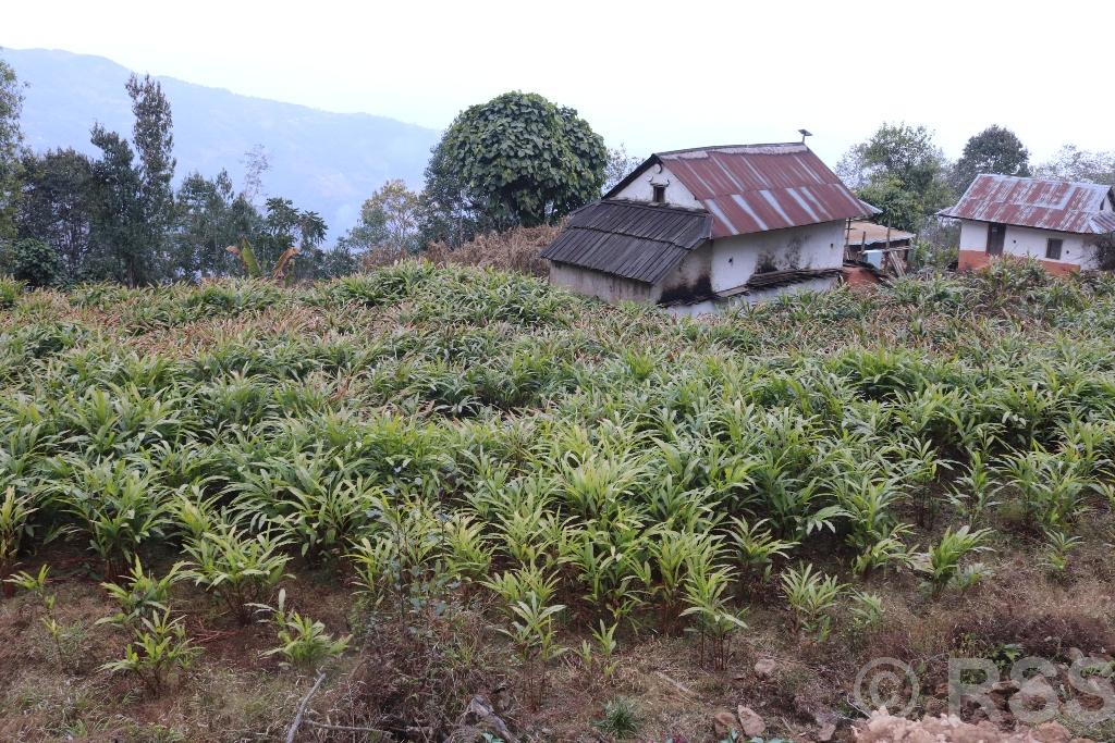 अलैँचीको मूल्य बढ्यो, किसान उत्साहित, खेती विस्तारमा जुट्दै