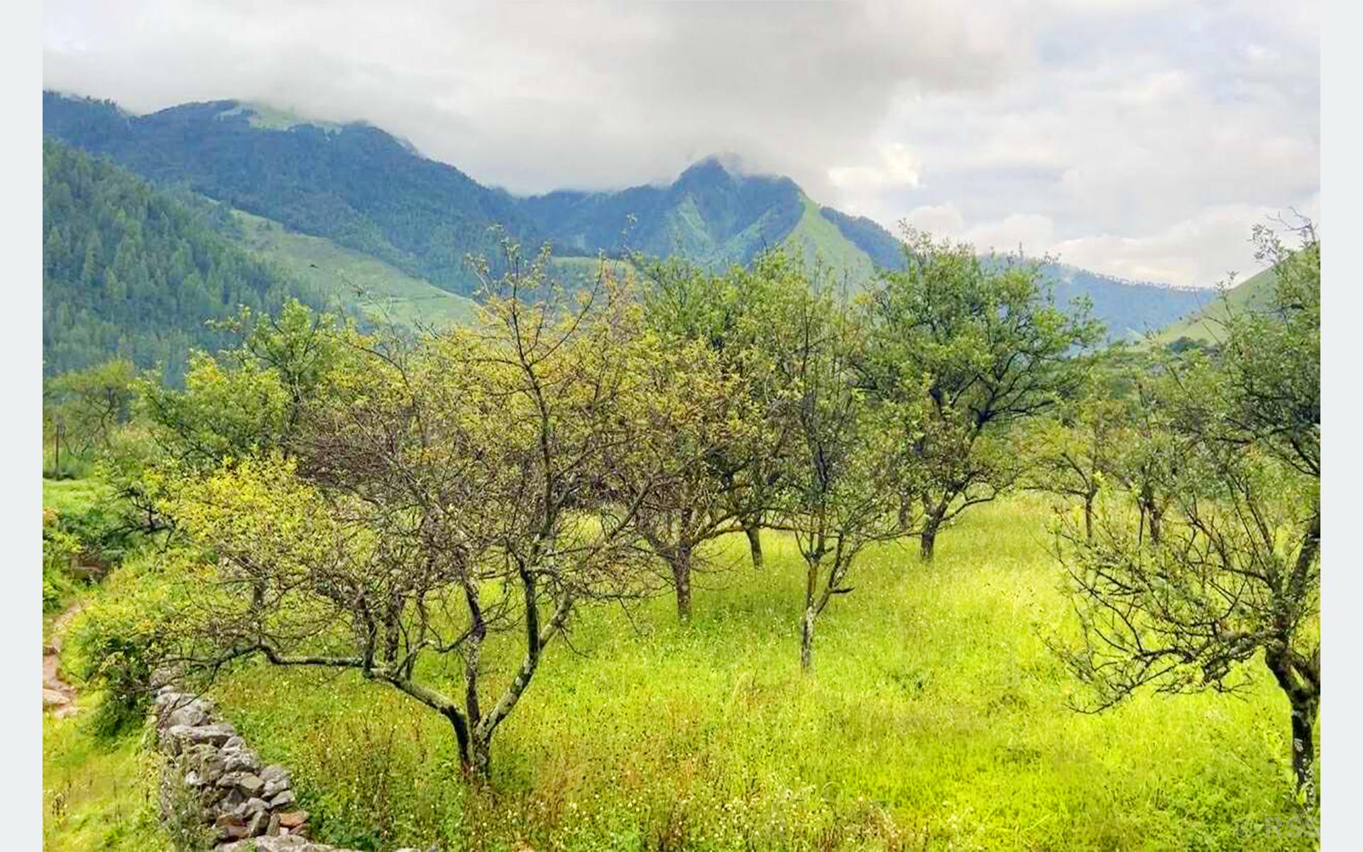 बागलुङमा स्याउ नफल्दा किसान चिन्तित