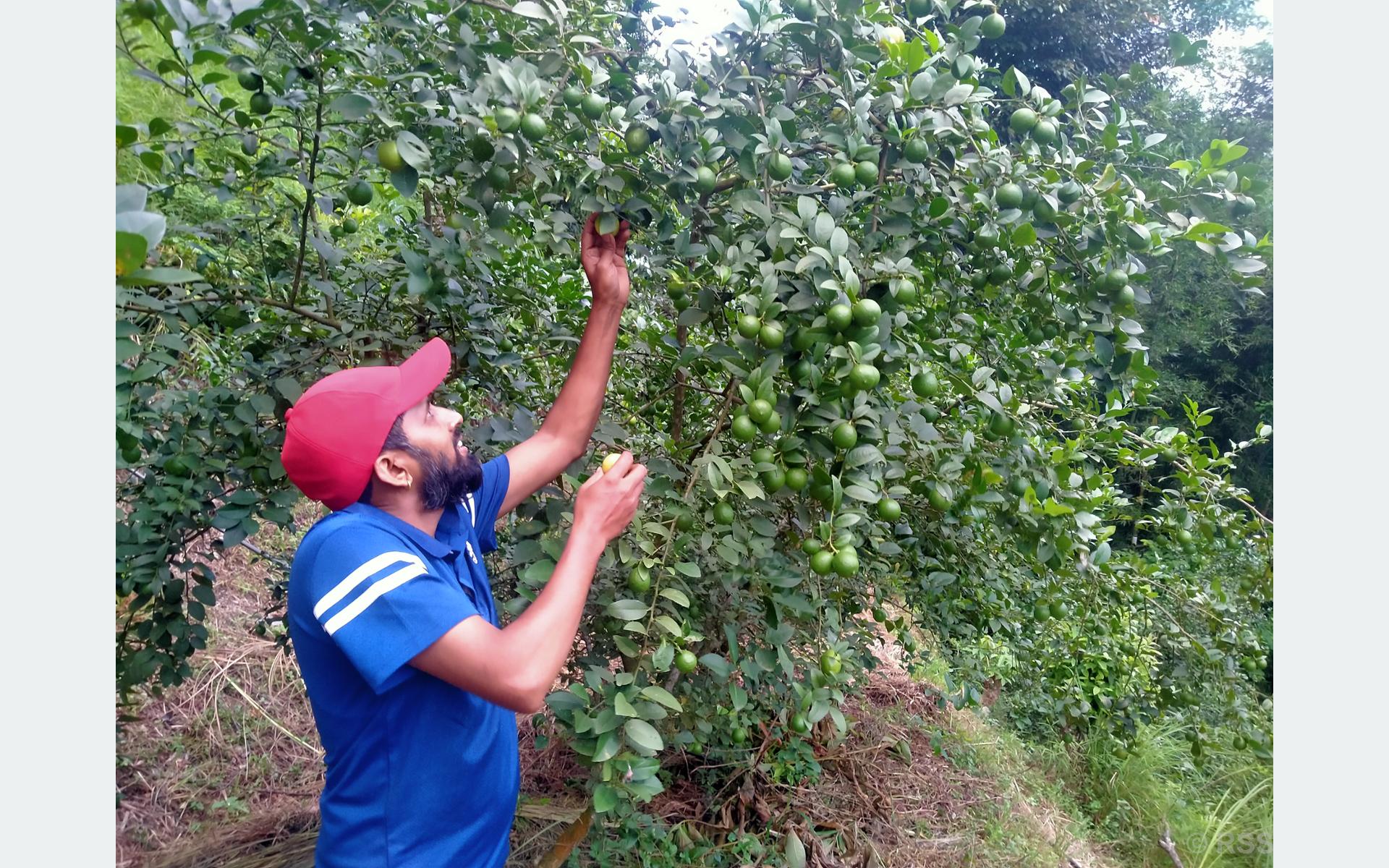 लकडाउनमा सुरु गरेको कागतीखेती अहिले बलियो आम्दानीको माध्यम, सिजनमा ६० हजार कमाउँदै ऋषि