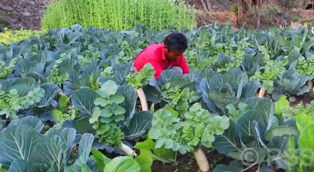 विदेशमा दुःख गर्नुभन्दा गाउँकै कृषिकर्ममै सुख, १० वर्ष विदेशमा बिताएका राई तरकारीखेतीमा रमाउँदै