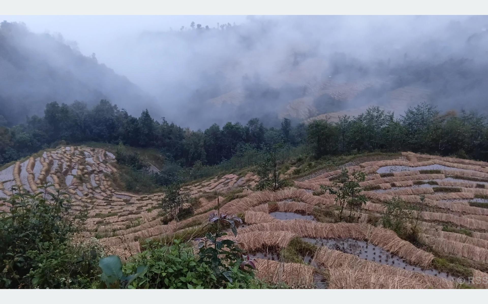बर्सातले खेतमै सड्न थाल्यो धान