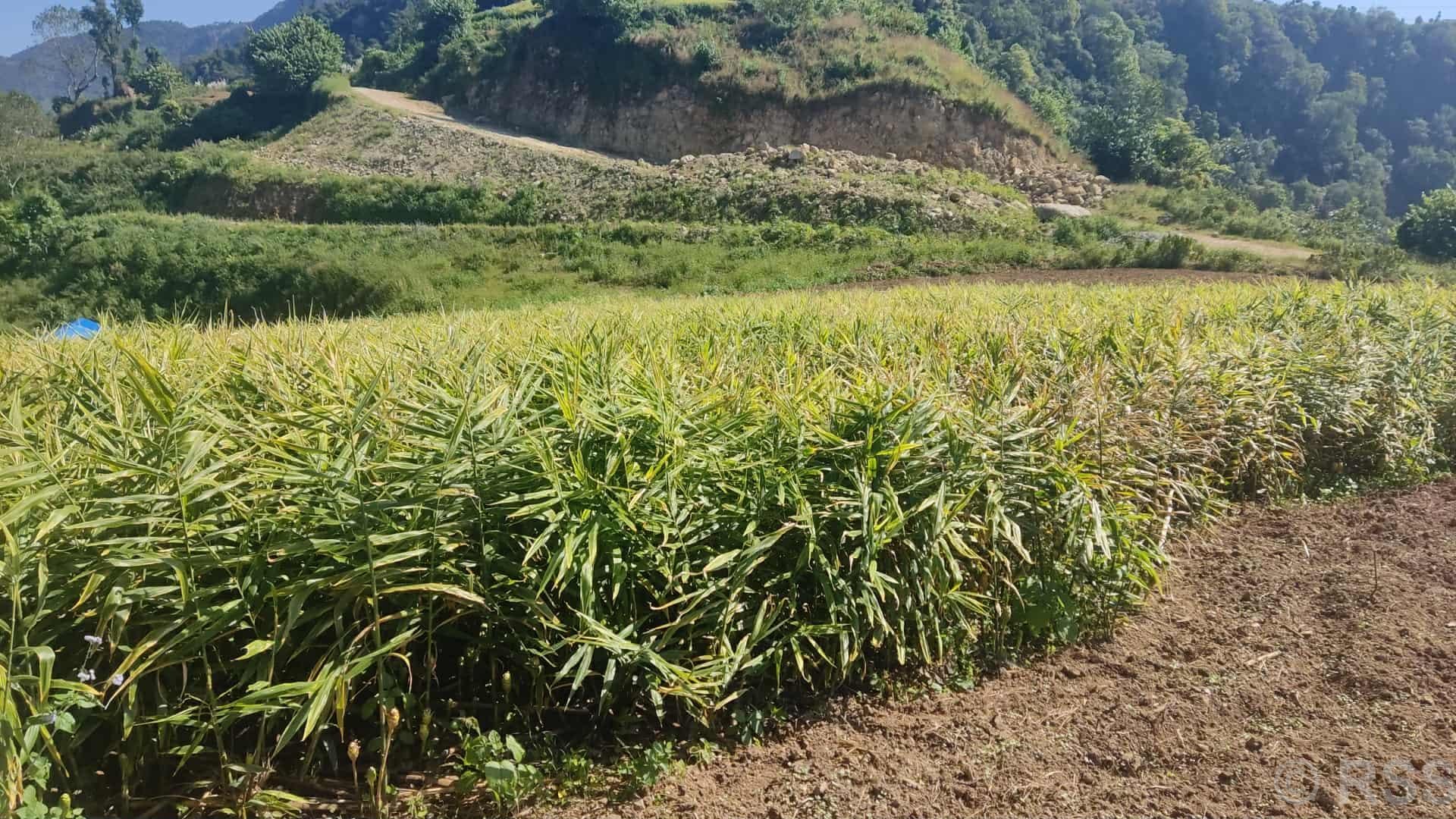 मूल्य खस्किएपछि दाङका अदुवा किसान मारमा