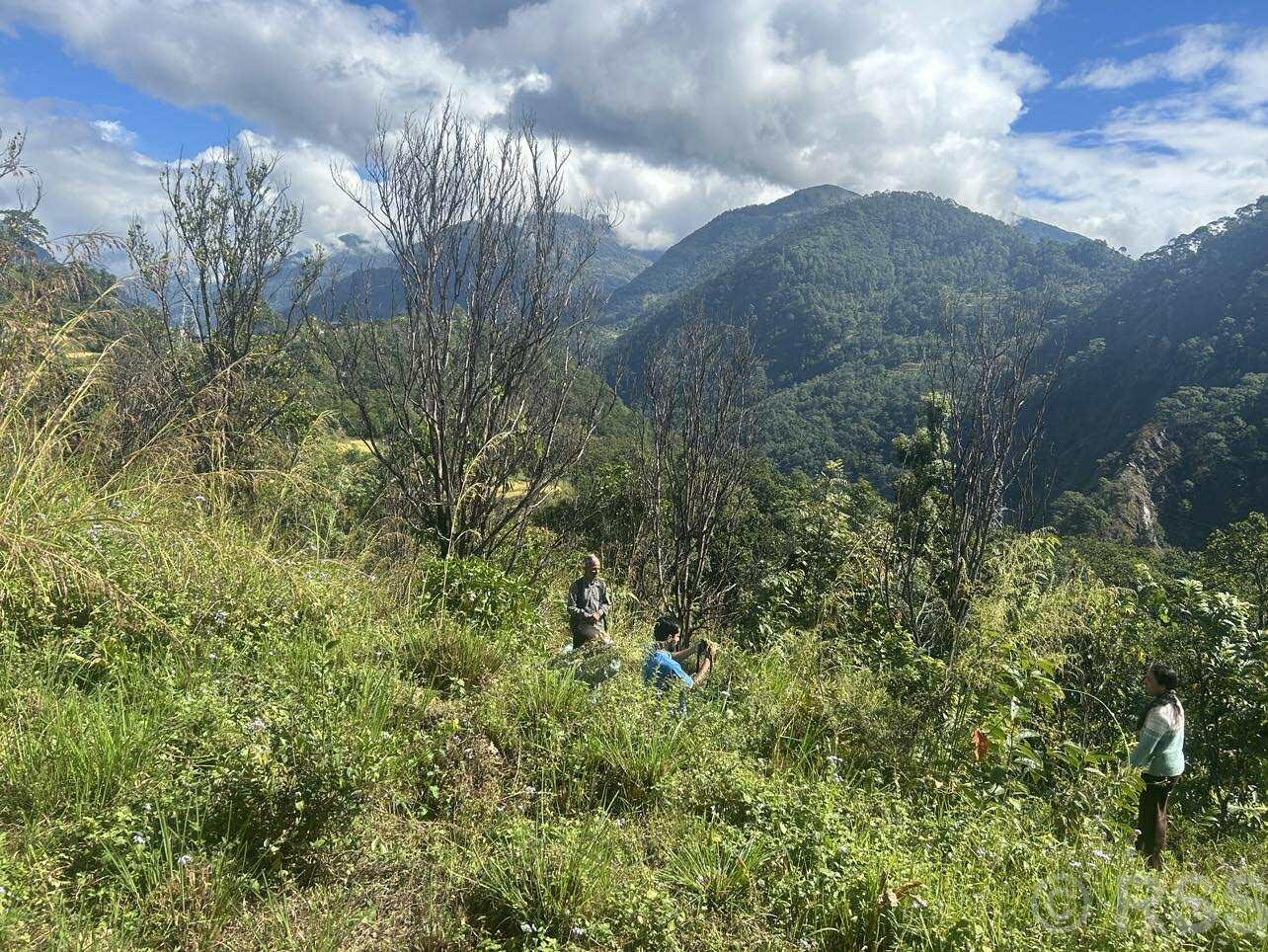 पर्वतमा पकेट क्षेत्रमै सुन्तलाका बोट सुकेपछि...