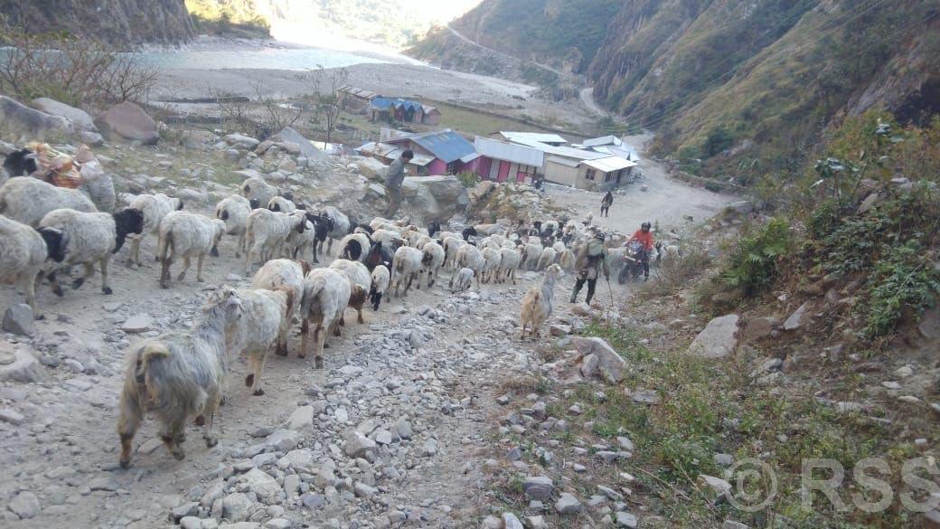 उधौली लागेसँगै भेँडाबाख्रा लिएर उधो झरे गोठाला