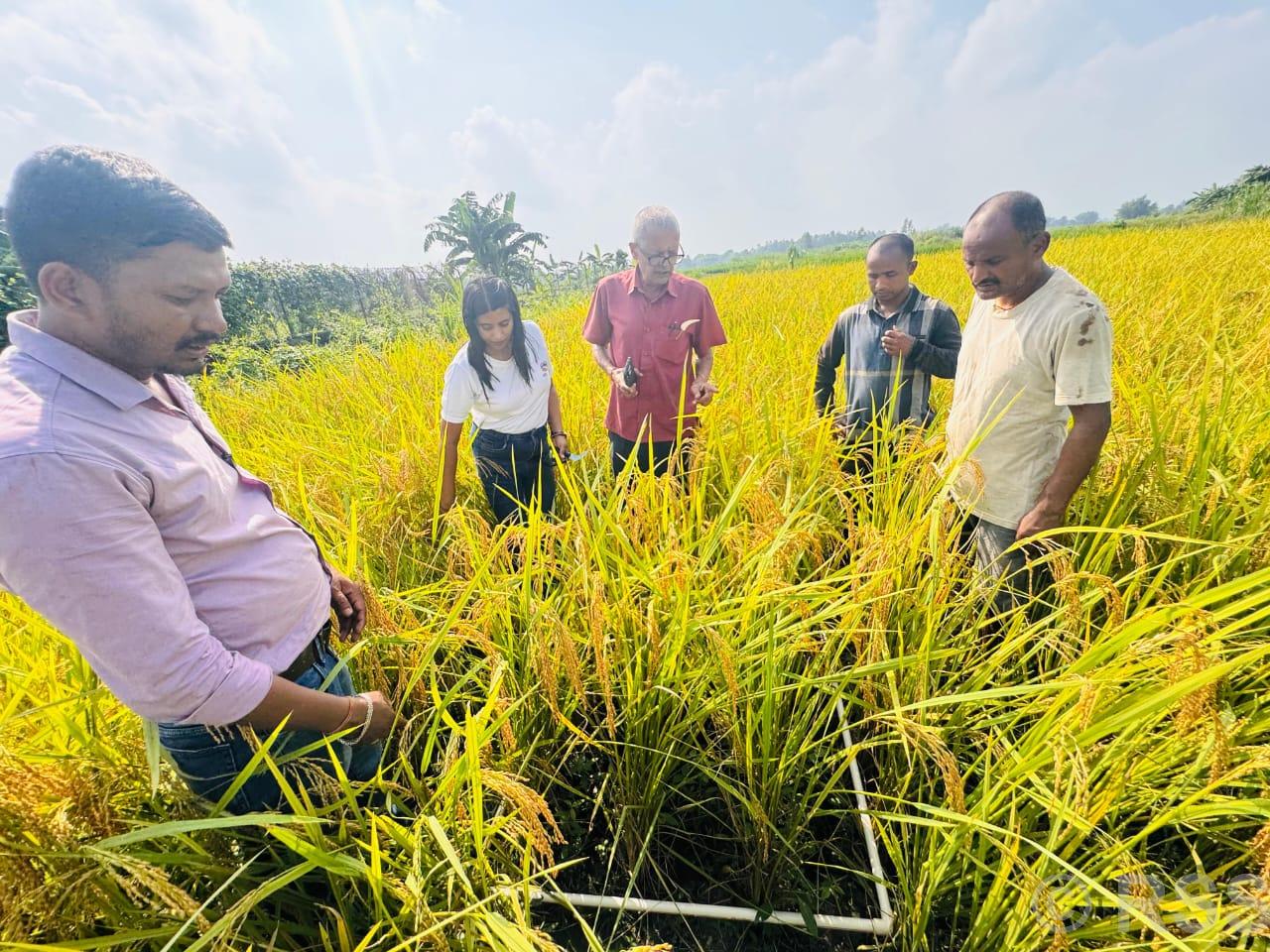 धानको उत्पादन घटेसँगै मूल्यमा पनि गिरावट