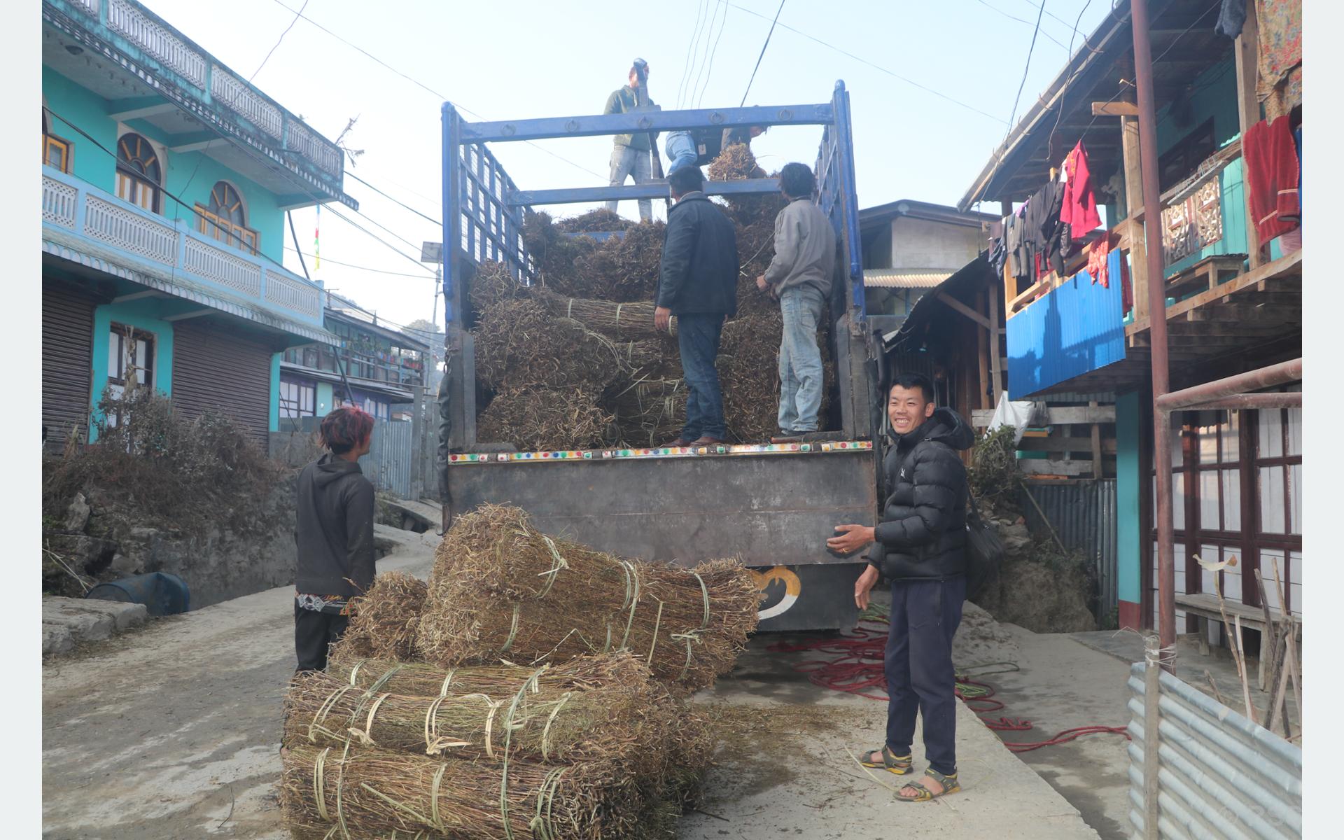 ताप्लेजुङमा चिराइतोको कारोबार ठप्प, किसान चिन्तित