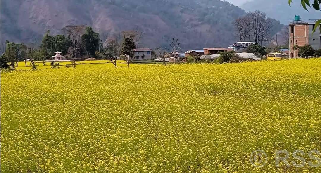 फलेवासमा गहुँ र तोरीको बीउ उत्पादन हुँदै
