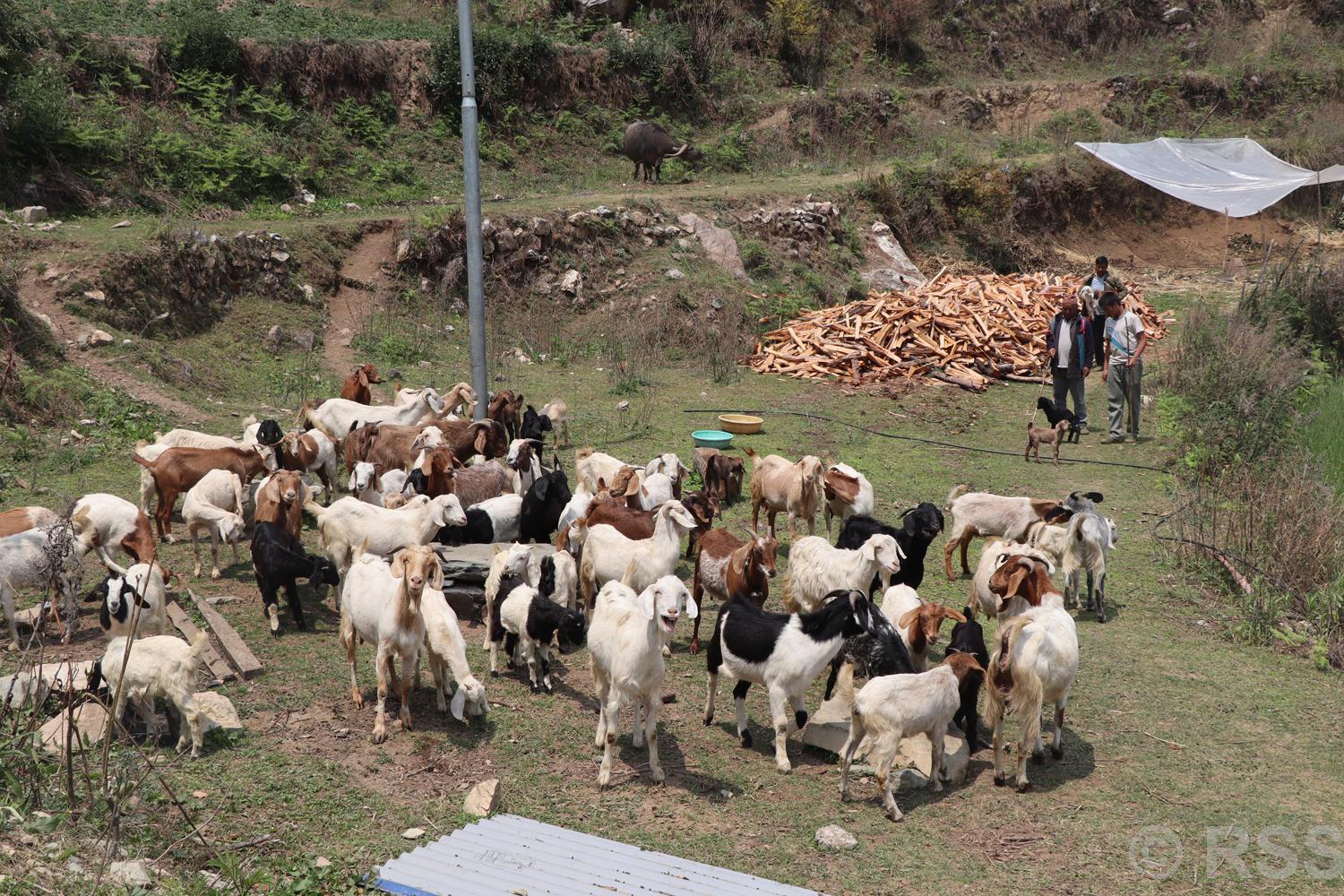 भैंसीपालन व्यवसाय छाडेर बाख्रापालनमा कृष्ण गौचन, वार्षिक लाखौं आम्दानी गर्छन्